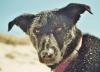 Hundewolle - letzter Beitrag von sirim