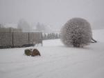Angeh�ngtes Bild