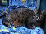 Angeh�ngtes Bild