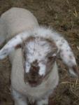 Angeh�ngtes Bild