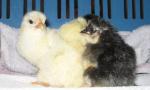 Angeh�ngtes Bild