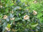 Angeh�ngtes Bild