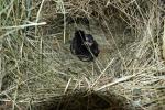 Angeh�ngtes Bild