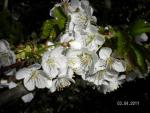 Angeh�ngtes Bild