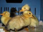 Angeh�ngtes Bild