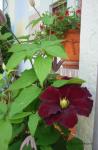 Angeh�ngtes Bild