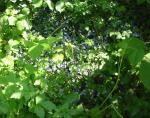 Angeh�ngtes Bild