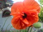 Angeh�ngtes Bild