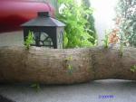 Angeh�ngtes Bild