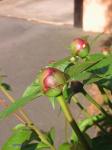 Angeh�ngtes Bild
