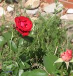 Angeh�ngtes Bild