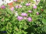 Angeh�ngtes Bild