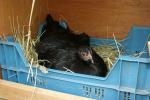Angeh�ngtes Bild
