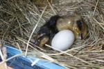 Angeh�ngtes Bild
