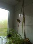 Angeh�ngtes Bild