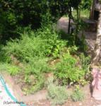 Angeh�ngtes Bild