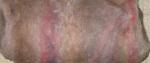 Angeh�ngtes Bild