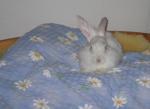 Angeh�ngtes Bild