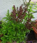 Angeh�ngtes Bild