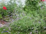 Angeh�ngtes Bild