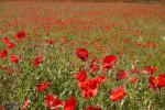 Angeh�ngtes Bild