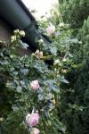 Angeh�ngtes Bild