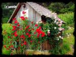 Angeh�ngtes Bild