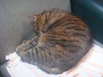 Angeh�ngtes Bild