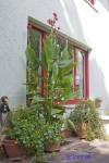 Angeh�ngtes Bild