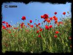 Angeh�ngtes Bild