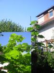 Angeh�ngtes Bild