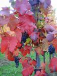 Angeh�ngtes Bild