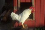 Angeh�ngtes Bild