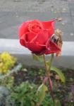 Angeh�ngtes Bild