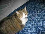 Angeh�ngtes Bild