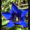 52 � Die Foto-Reise Woche 9/52 - 44 blau